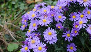 Preview wallpaper aster, flowers, plants, purple, macro