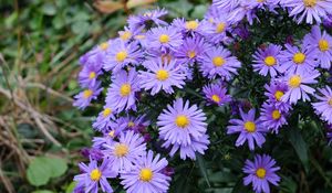 Preview wallpaper aster, flowers, plants, purple, macro