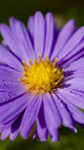 Preview wallpaper aster, macro, flower, petals, purple