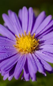 Preview wallpaper aster, macro, flower, petals, purple
