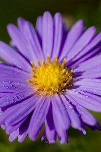 Preview wallpaper aster, macro, flower, petals, purple