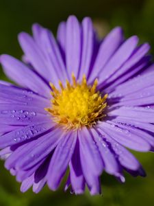 Preview wallpaper aster, macro, flower, petals, purple