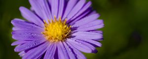 Preview wallpaper aster, macro, flower, petals, purple