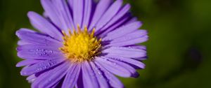 Preview wallpaper aster, macro, flower, petals, purple