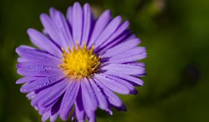 Preview wallpaper aster, macro, flower, petals, purple