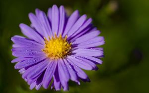 Preview wallpaper aster, macro, flower, petals, purple