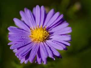 Preview wallpaper aster, macro, flower, petals, purple