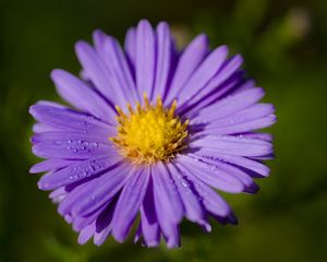 Preview wallpaper aster, macro, flower, petals, purple