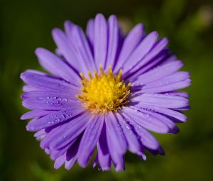 Preview wallpaper aster, macro, flower, petals, purple