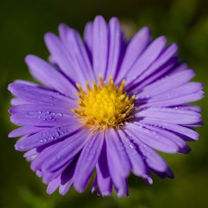 Preview wallpaper aster, macro, flower, petals, purple