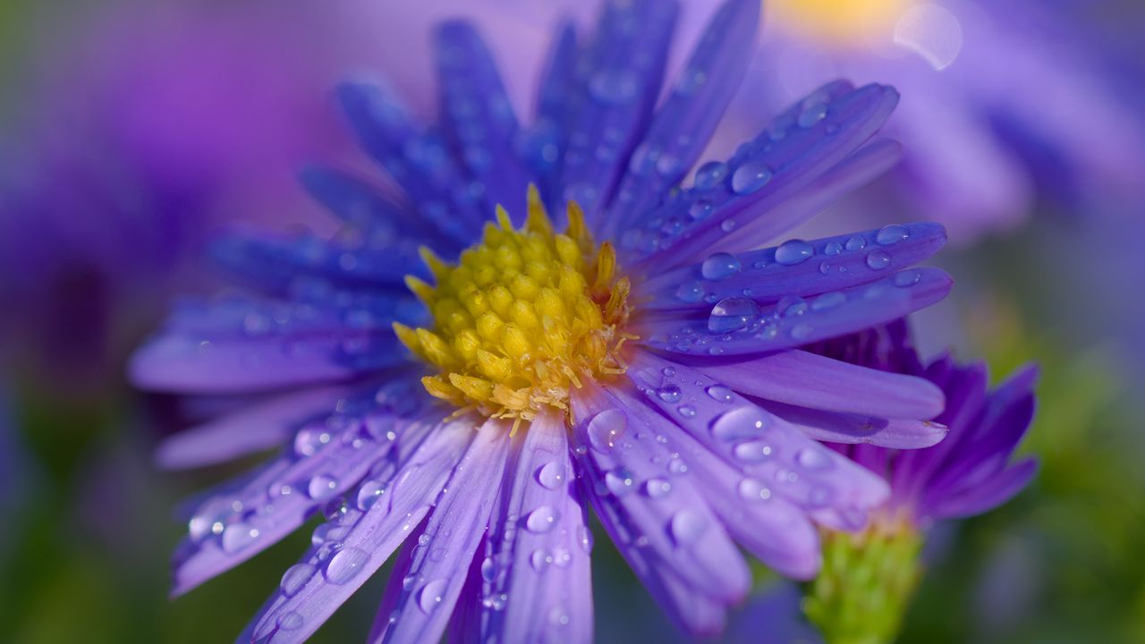 Wallpaper aster, petals, drops, macro, flower, purple