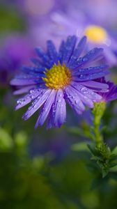 Preview wallpaper aster, petals, drops, macro, flower, purple