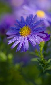 Preview wallpaper aster, petals, drops, macro, flower, purple