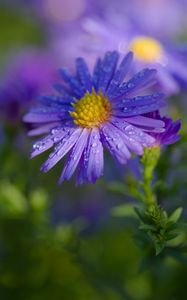 Preview wallpaper aster, petals, drops, macro, flower, purple
