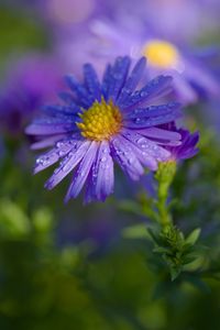 Preview wallpaper aster, petals, drops, macro, flower, purple