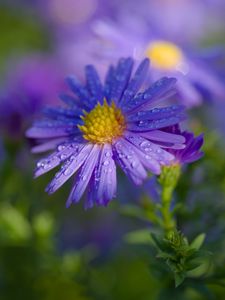 Preview wallpaper aster, petals, drops, macro, flower, purple