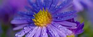 Preview wallpaper aster, petals, drops, macro, flower, purple