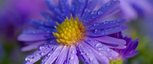 Preview wallpaper aster, petals, drops, macro, flower, purple