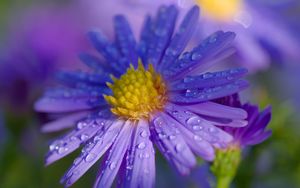 Preview wallpaper aster, petals, drops, macro, flower, purple