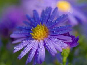Preview wallpaper aster, petals, drops, macro, flower, purple