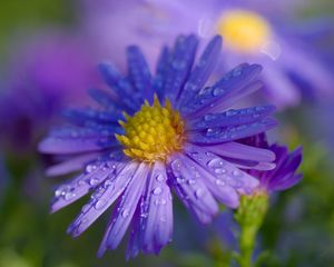 Preview wallpaper aster, petals, drops, macro, flower, purple