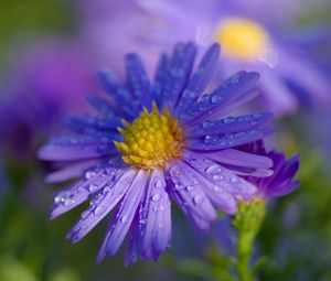 Preview wallpaper aster, petals, drops, macro, flower, purple