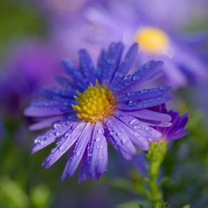 Preview wallpaper aster, petals, drops, macro, flower, purple