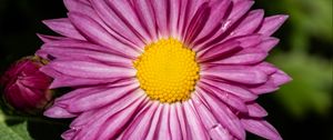 Preview wallpaper aster, petals, flower, purple, macro