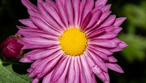 Preview wallpaper aster, petals, flower, purple, macro