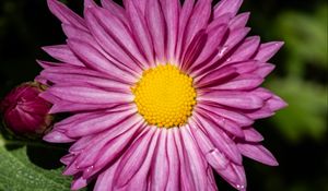 Preview wallpaper aster, petals, flower, purple, macro