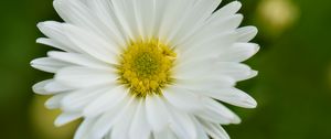 Preview wallpaper aster, petals, flower, white, blur