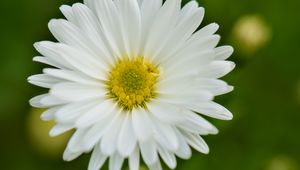 Preview wallpaper aster, petals, flower, white, blur