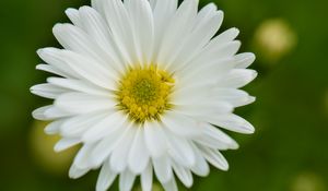 Preview wallpaper aster, petals, flower, white, blur