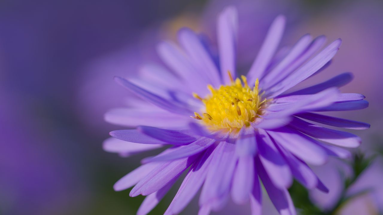 Wallpaper aster, petals, flower, purple, macro, blur