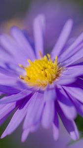 Preview wallpaper aster, petals, flower, purple, macro, blur