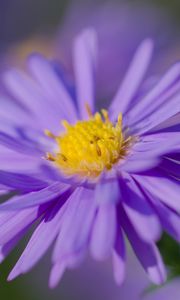 Preview wallpaper aster, petals, flower, purple, macro, blur