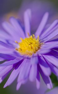 Preview wallpaper aster, petals, flower, purple, macro, blur