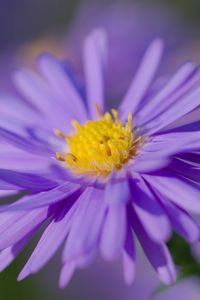 Preview wallpaper aster, petals, flower, purple, macro, blur