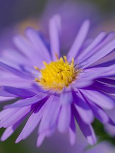 Preview wallpaper aster, petals, flower, purple, macro, blur