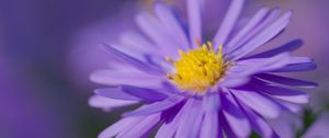 Preview wallpaper aster, petals, flower, purple, macro, blur