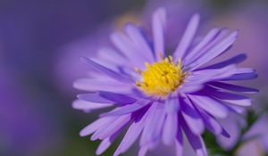 Preview wallpaper aster, petals, flower, purple, macro, blur