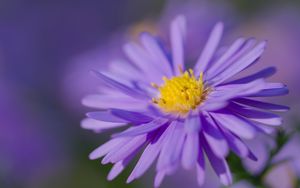 Preview wallpaper aster, petals, flower, purple, macro, blur