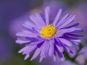 Preview wallpaper aster, petals, flower, purple, macro, blur