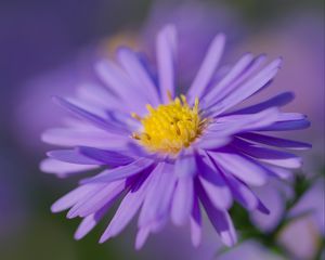 Preview wallpaper aster, petals, flower, purple, macro, blur