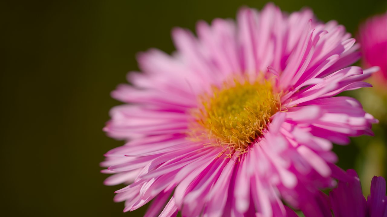 Wallpaper aster, petals, flower, pink, blur