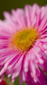 Preview wallpaper aster, petals, flower, pink, blur