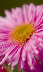 Preview wallpaper aster, petals, flower, pink, blur