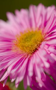 Preview wallpaper aster, petals, flower, pink, blur