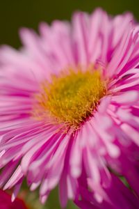 Preview wallpaper aster, petals, flower, pink, blur