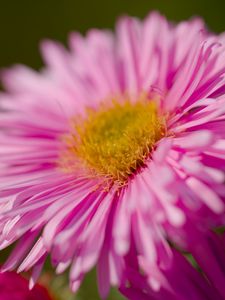 Preview wallpaper aster, petals, flower, pink, blur